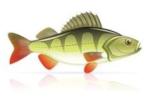 jūras veltes pankreatīta ārstēšanai